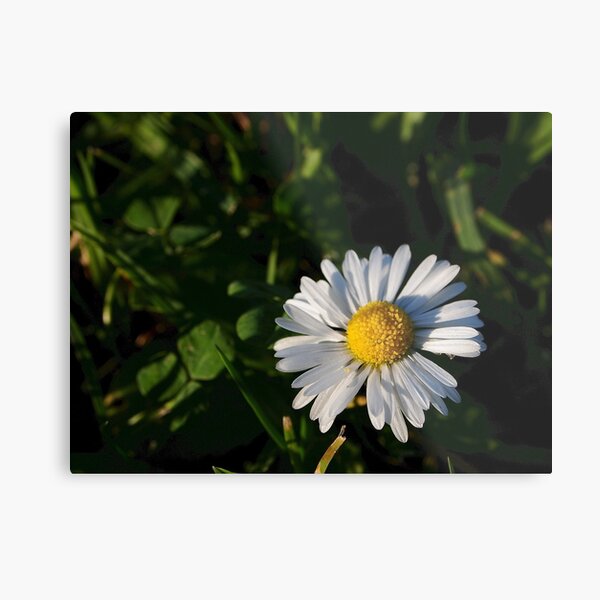 Metal Print