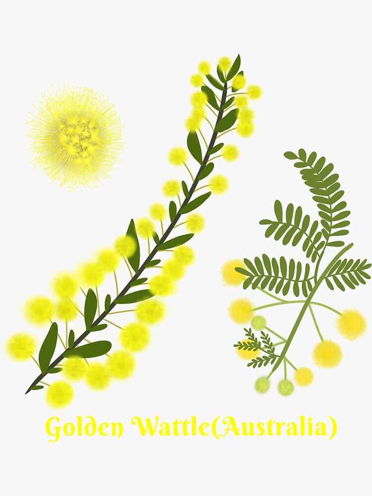 golden-wattle-national-flower-of-australia-sticker-for-sale-by