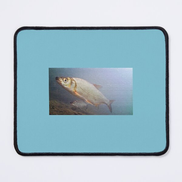 Item preview, Common nase, Chondrostoma nasus nasus designed and sold by mary02.