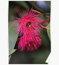 Beautiful Australian Native Eucalyptus Flowers Poster