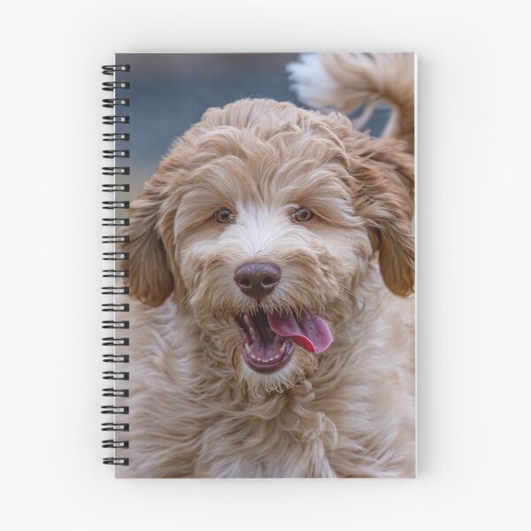 Item preview, Cute Australian Labradoodle Puppy  designed and sold by Vargulich.