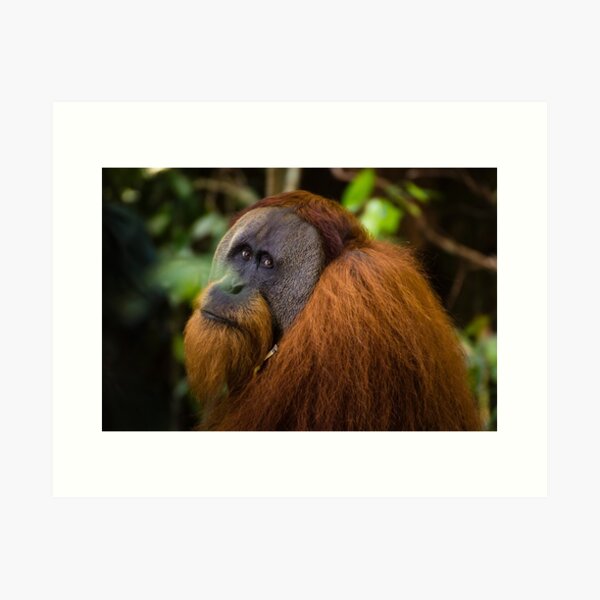 Item preview, A glancing male orangutan designed and sold by ensell.