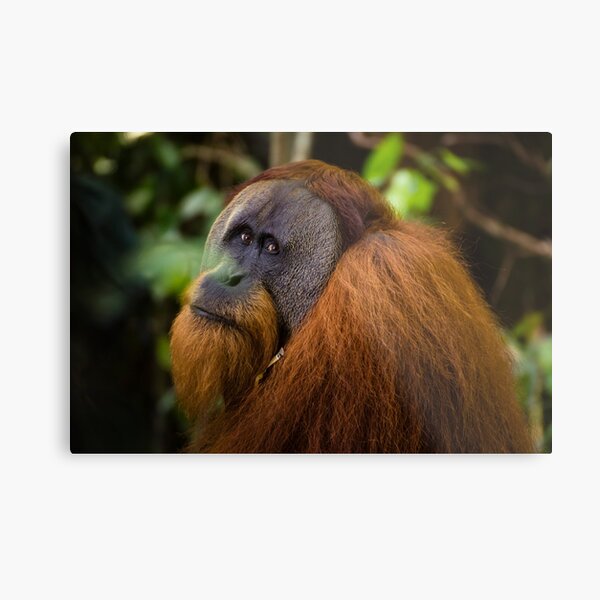 Item preview, A glancing male orangutan designed and sold by ensell.
