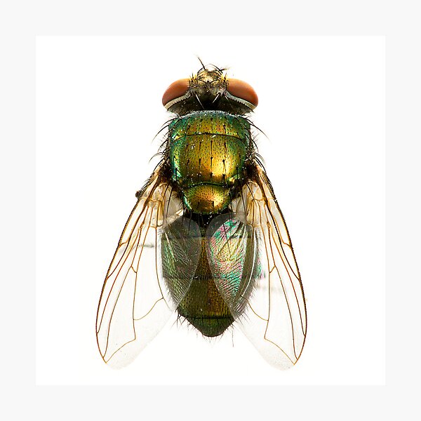 Item preview, Fly designed and sold by TikiLuke.