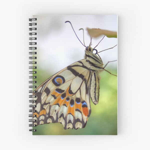 Item preview, Papilio demoleus designed and sold by Mythos57.