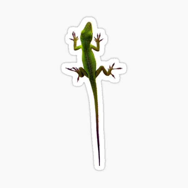 Creeping Anole Sticker