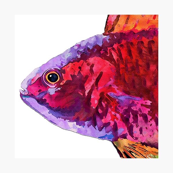 Sea Fairy Colorful Big Tropical Fish Head Art