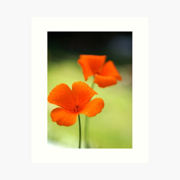 Item preview, Eschscholzia californica designed and sold by susanellen.