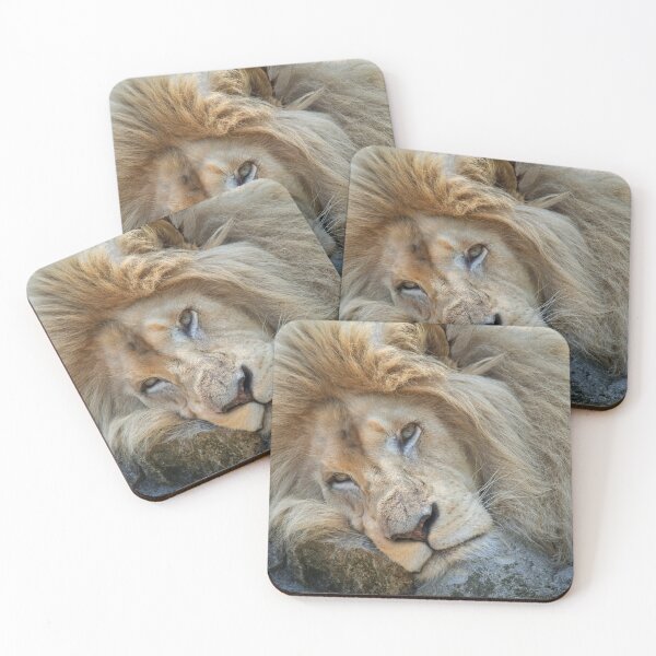Item preview, Resting White Lion designed and sold by rawshutterbug.