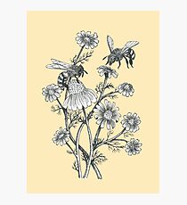Lámina fotográfica las abejas y la manzanilla en el fondo de la miel