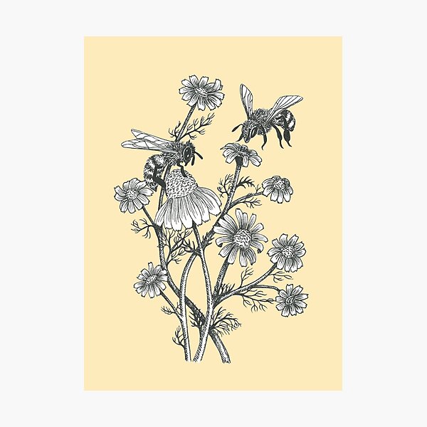 bees and chamomile on honey background  Photographic Print