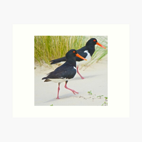 SHOREBIRD ~ Pied Oystercatcher YiinhfnJ by David Irwin Art Print