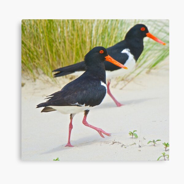 SHOREBIRD ~ Pied Oystercatcher YiinhfnJ by David Irwin Canvas Print