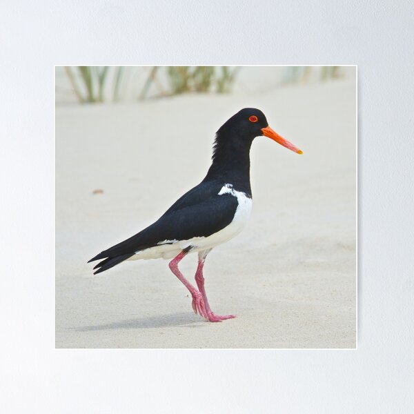 Item preview, SHOREBIRD ~ Pied Oystercatcher Hfe2Bu2c by David Irwin designed and sold by tasmanianartist.