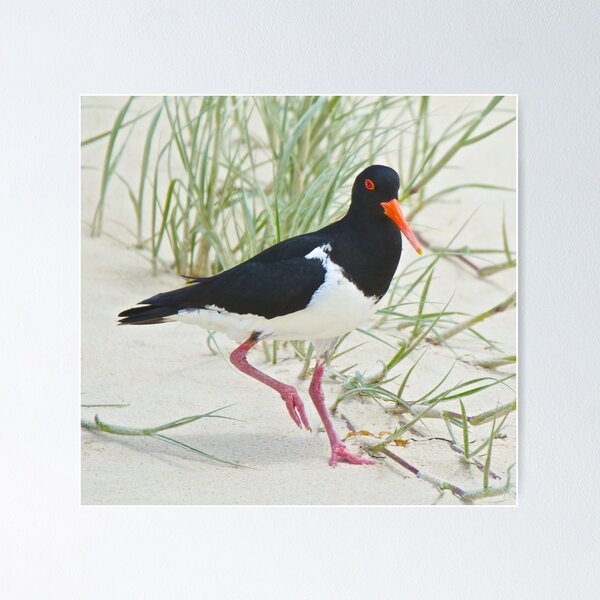 Item preview, SHOREBIRD ~ Pied Oystercatcher x7hCi8G6 by David Irwin designed and sold by tasmanianartist.