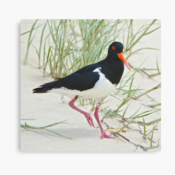 SHOREBIRD ~ Pied Oystercatcher x7hCi8G6 by David Irwin Canvas Print