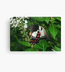 Butterfly Canvas Print