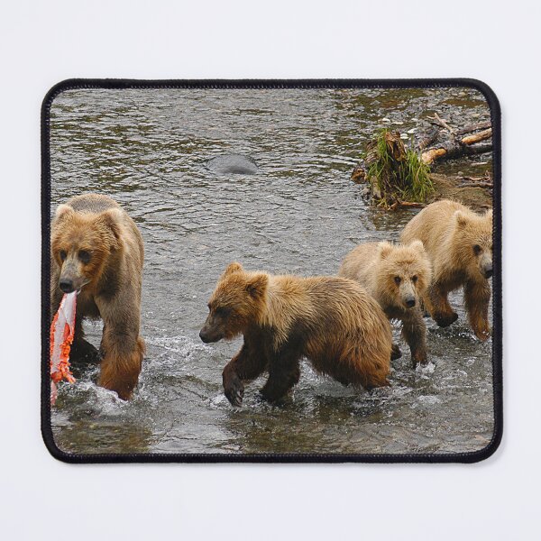 Item preview, Brown Bear mother with three cubs is catching a salmon at Brooks Falls in Katmai National Park in Alaska. - WelshDesigns designed and sold by welshdesigns.