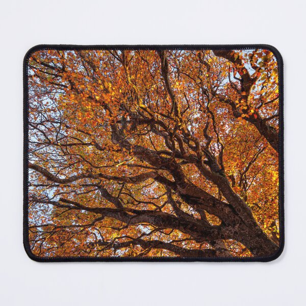 Item preview, Beautiful Autumn Trees against the sky designed and sold by CyaniRose.