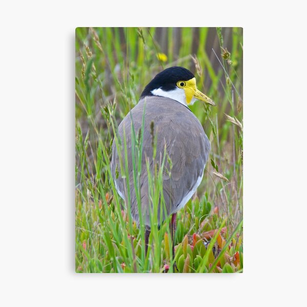 LAPWING ~ Masked Lapwing (race novaehollandiae) L7SPZ7WB by David Irwin Canvas Print