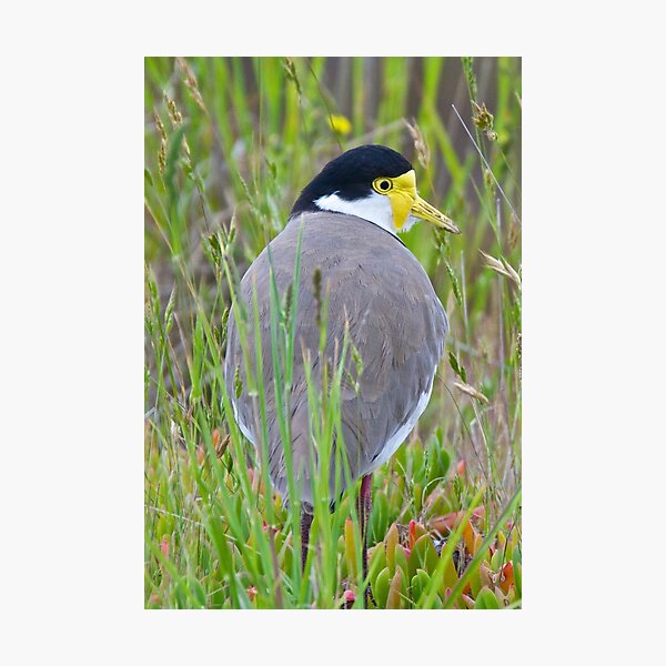 LAPWING ~ Masked Lapwing (race novaehollandiae) L7SPZ7WB by David Irwin Photographic Print