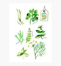 Herbs Photographic Print
