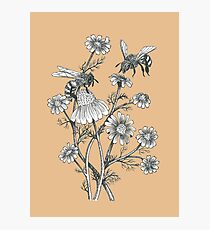 bees and chamomile on caramel background Photographic Print