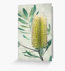 Banksia Greeting Card