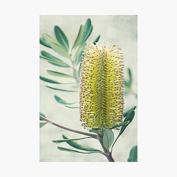 Banksia Photographic Print