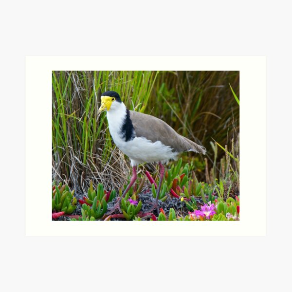 LAPWING ~ Masked Lapwing (race novaehollandiae) J9ZPZ26U by David Irwin Art Print