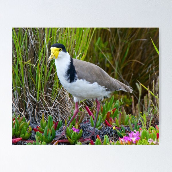 LAPWING ~ Masked Lapwing (race novaehollandiae) J9ZPZ26U by David Irwin Poster