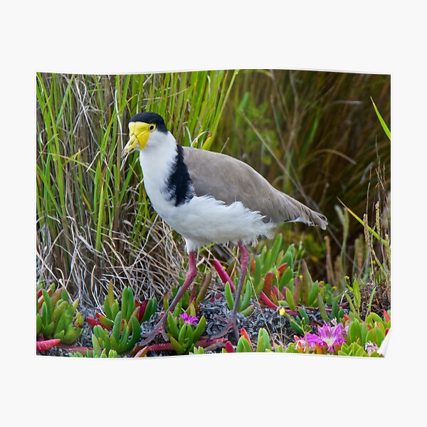 Masked Lapwing (race novaehollandiae) Poster