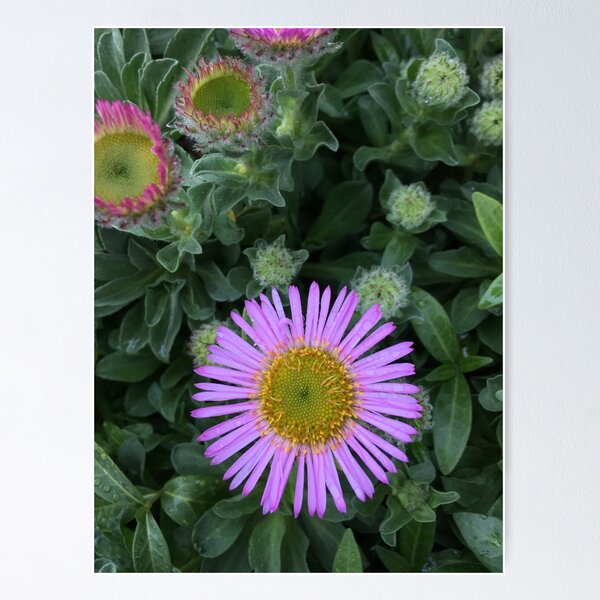 Item preview, Flor Purpura designed and sold by Sophia Spach.