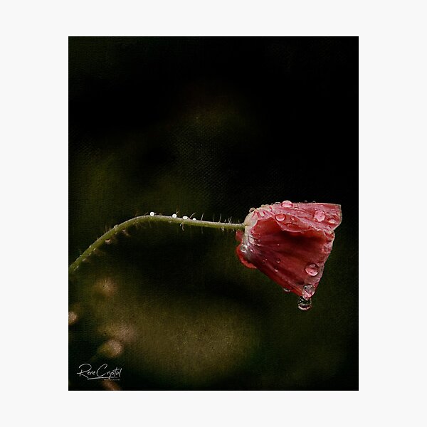 The Weight of What's Dew Photographic Print