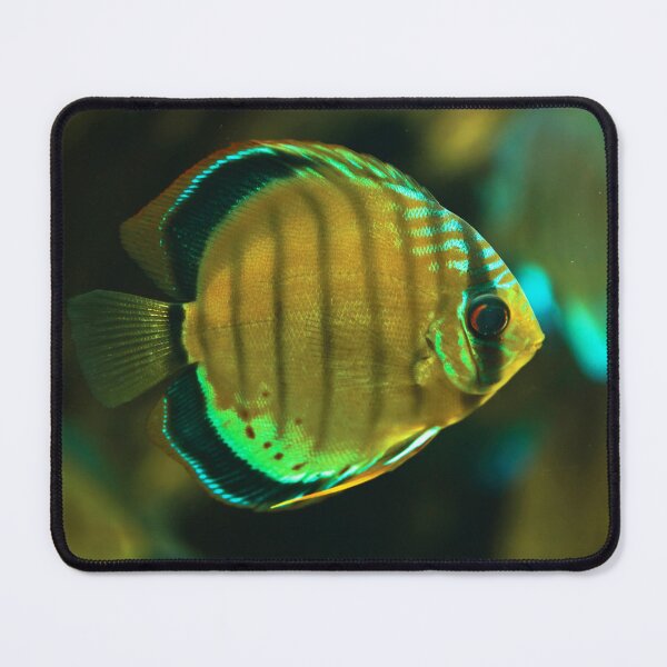 Item preview, A fish designed and sold by Dominika Aniola.