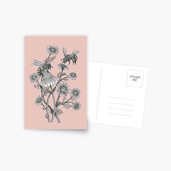 bees and chamomile on dusty pink background Postcard