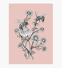 bees and chamomile on dusty pink background Photographic Print