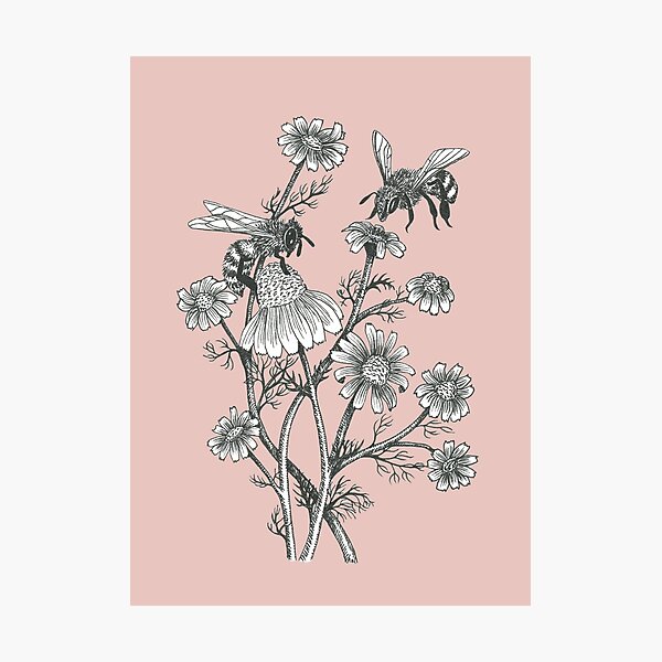 bees and chamomile on dusty pink background Photographic Print