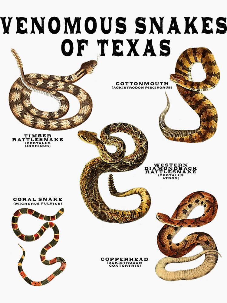 "Venomous Snakes of Texas Rattlesnake Copperhead Poisonous" Sticker for