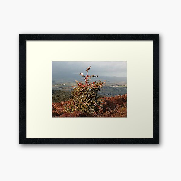 Christmas Tree on Simonside Northumberland Framed Art Print
