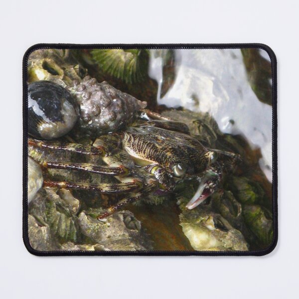 Item preview, Australian Rock Crab designed and sold by Marilyn Harris.