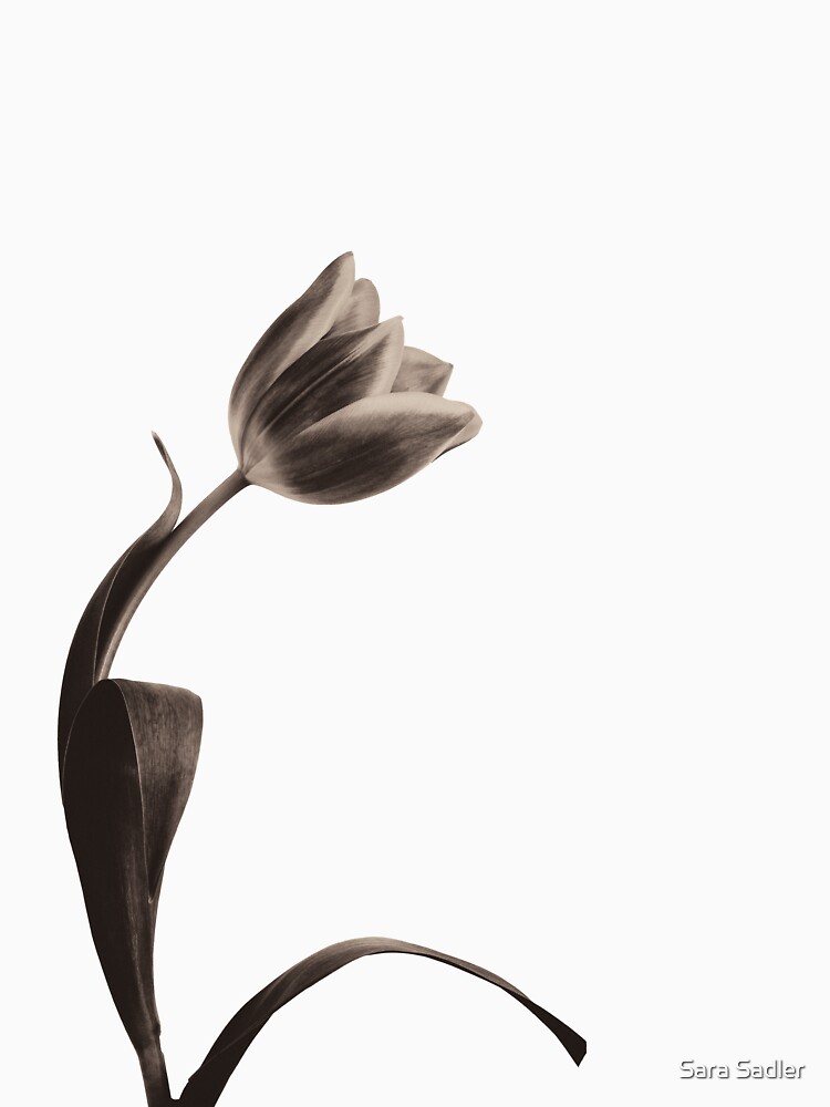 Antique Tulip by sadler2121