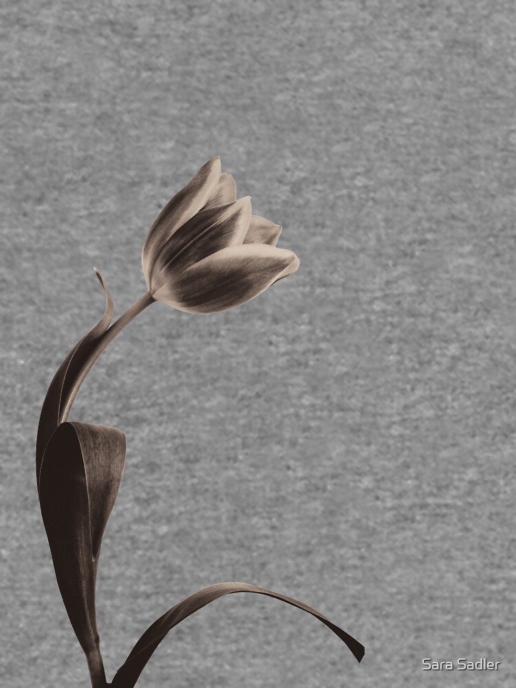 Antique Tulip by sadler2121