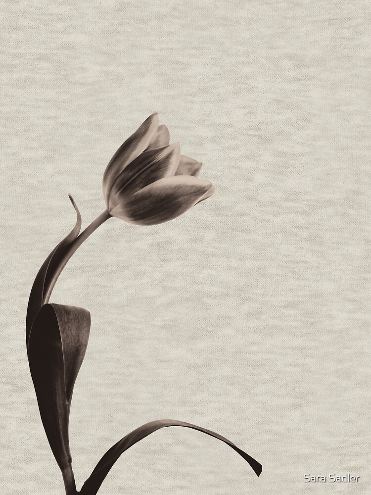 Antique Tulip by sadler2121