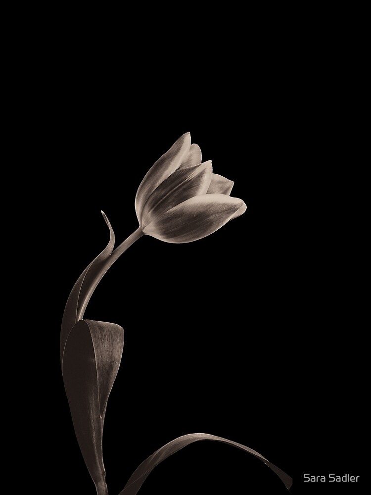 Antique Tulip by sadler2121
