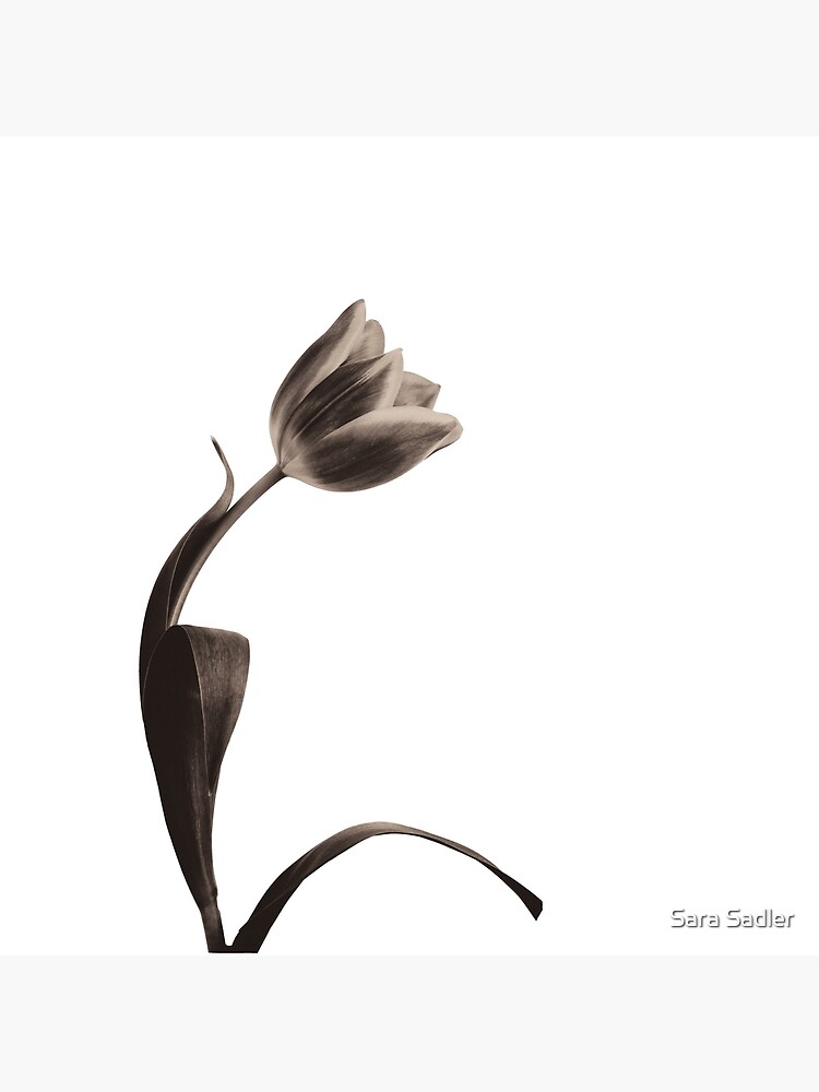 Antique Tulip by sadler2121