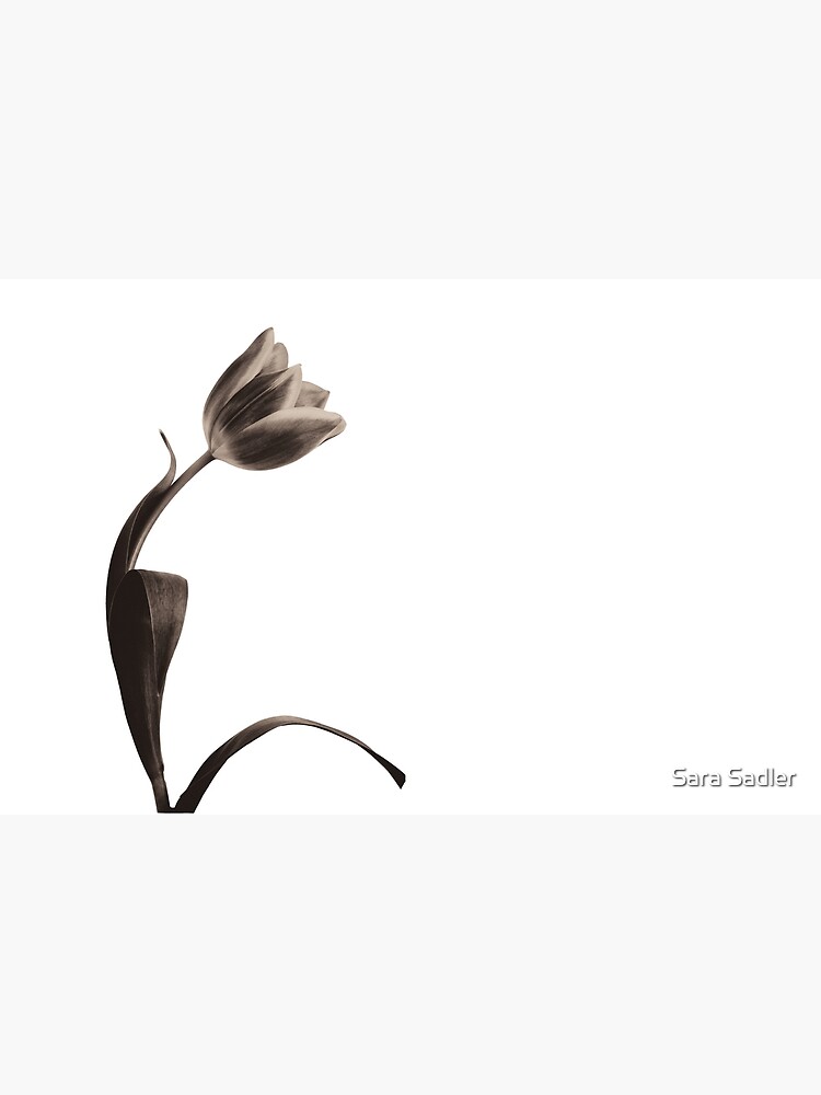Antique Tulip by sadler2121