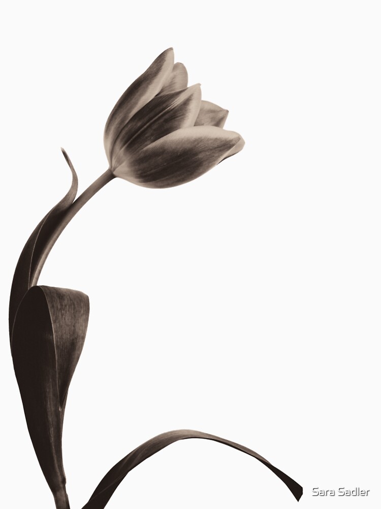 Antique Tulip by sadler2121