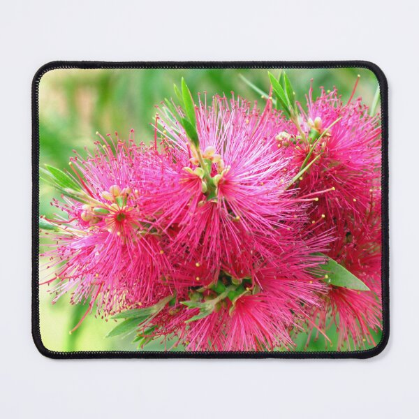 Item preview, Pink Prestige Bottlebrush designed and sold by Marilyn Harris.