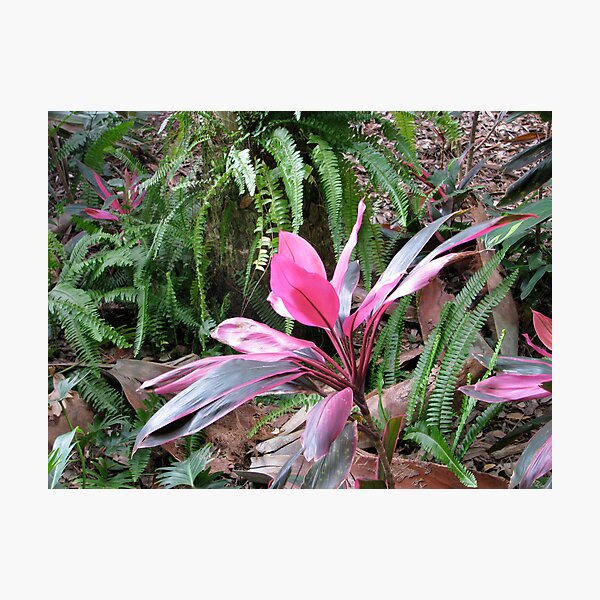 Artikelvorschau, Pink Flower entworfen und verkauft von Frankie Capparelli.